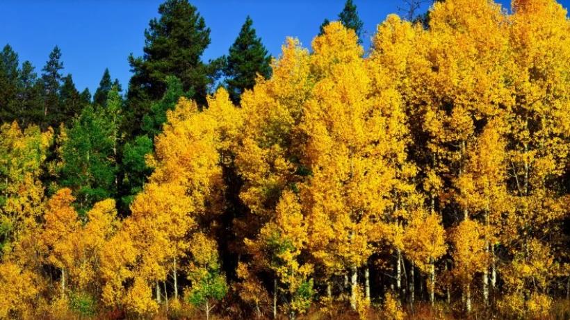 Peak fall color viewing: Best hiking trails and drives in Southern Colorado